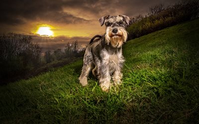 Schnauzer, sunset, dogs, cute animals, pets, mountains, Schnauzer Dog