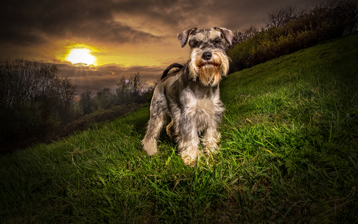 Schnauzer, coucher de soleil, des chiens, des animaux mignons, des animaux, des montagnes, Chien Schnauzer