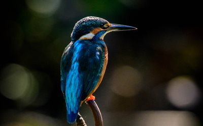 Kingfisher, bokeh, close-up, wildlife, blue bird, small bird, Alcedinidae
