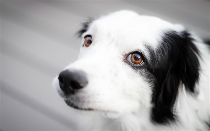 Border Collie, lindo perro, mascotas, animales lindos, close up, negro-blanco collie de la frontera, perros Border Collie Perro