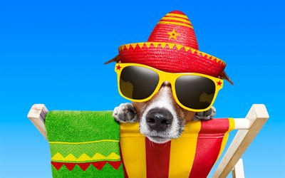 jack russell terrier, un viaggio estivo di concetti, cane, cappello Messicano, spiaggia, turismo, Messico