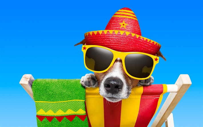 jack russell terrier, yaz Seyahat kavramları, k&#246;pek, Meksika şapka, plaj, turizm, Meksika