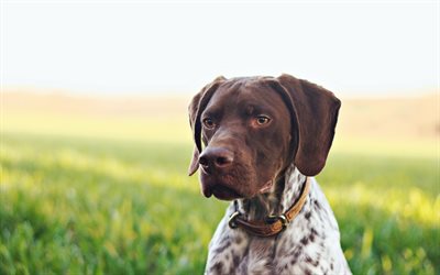 Tedesco Shorthaired Pointer, close-up, muso, animali domestici, animali, animali simpatici, tedesco Shorthaired Pointer Cane