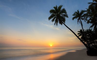 tropiska &#246;n, sunset, palm, kv&#228;ll, skymningen, beach, ocean