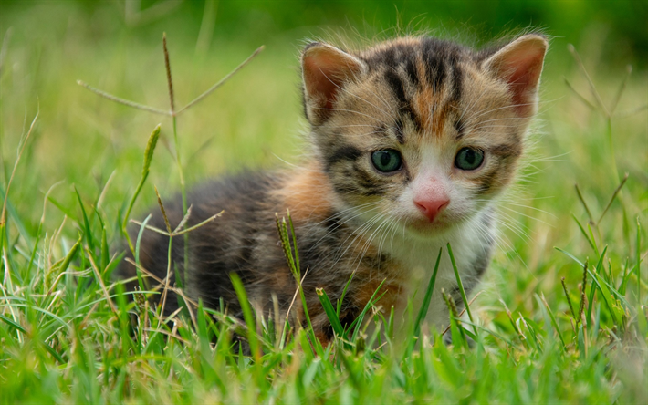little kitten in the grass, cute little cats, American Bobtail, kittens, green grass