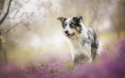 Australian Shepherd, bokeh, Aussie, forest, blue eyes, pets, dogs, Australian Shepherd Dog, lavender, Aussie Dog