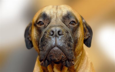 Bullmastiff, close-up, cachorro, simp&#225;ticos animales, mascotas, perros, Perro Bullmastiff