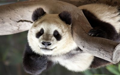 panda, close-up, simp&#225;ticos animales, zoo, &#225;rbol, osos, Ailuropoda