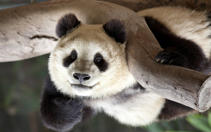 panda, close-up, cute animals, zoo, tree, bears, Ailuropoda