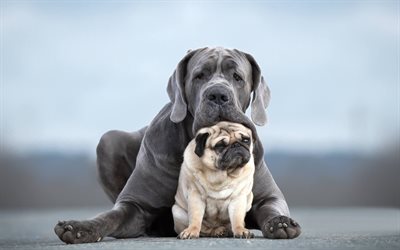 Cane Corso, dogs, Pug, friendship concepts, funny animals, pets