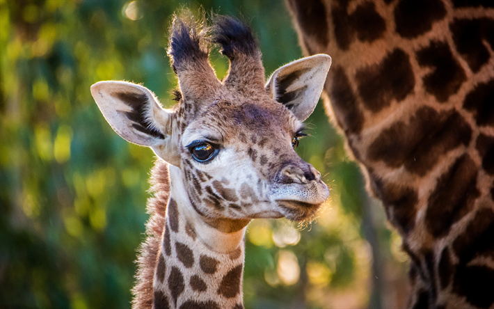 girafa, &#193;frica, a vida selvagem, Animais africanos, ver&#227;o