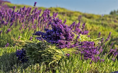 lavendel, stor bukett, violetta blommor, kv&#228;ll, doft av lavendel