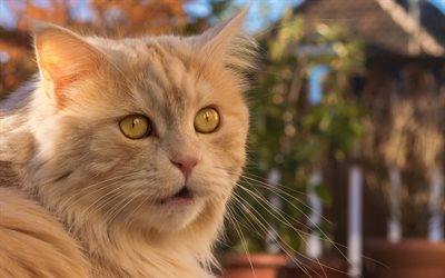 4k, Gato Persa, close-up, ginger cat, olhos amarelos, fofo gato, gatos, os gatos dom&#233;sticos, animais de estima&#231;&#227;o, Persa