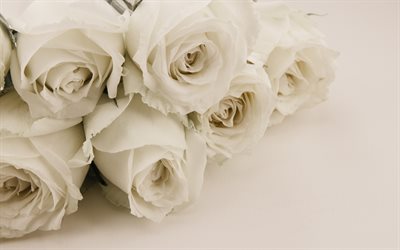 des roses blanches, bouquet de fleurs blanches, roses, floral, fond, fleurs blanches