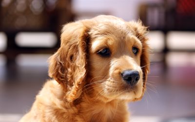 Cocker Spaniel, puppy, cute dog, close-up, brown spaniel, cute animals, dogs, pets, Cocker Spaniel Dog