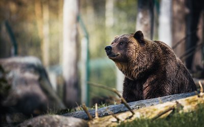 Grizzly, bokeh, 4k, forest, bear, Grizzly bear, Ursus arctos horribilis