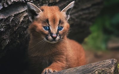 caracal, cub, lynx, small predator, wildlife, small animals