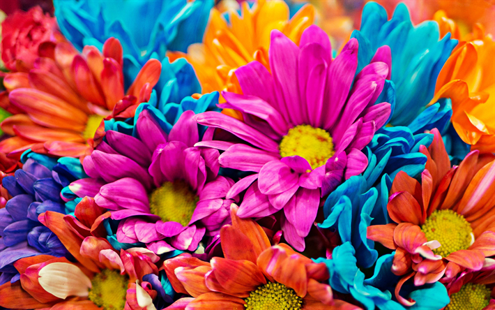 fiori coloratissimi, bouquet di fiori colorati, bellissimi fiori, bouquet, macro