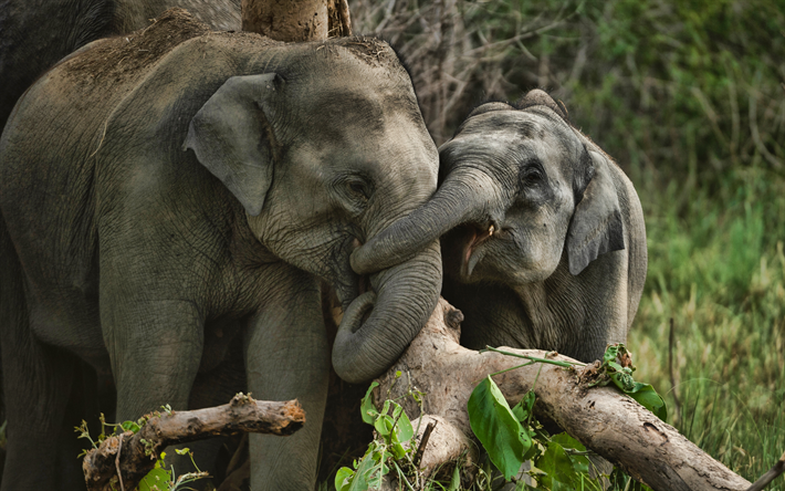 4k, sm&#229; elefanter, familj, vilda djur, elephant battle, savannah, afrikansk elefant, elefanter, Afrika, Elephantidae