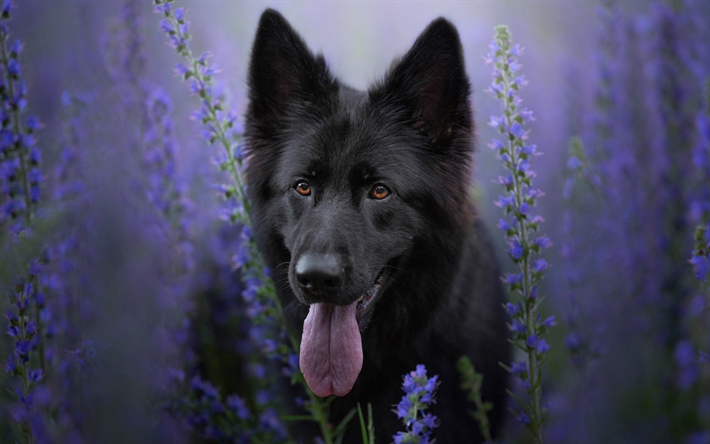 black german shepherd, bokeh -, violett-blumen, niedliche tiere, deutscher sch&#228;ferhund, schwarz-welpen, hunde, black dog, deutsch shepherd dog