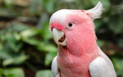 Galah, papagaio-de-rosa, cor-de-rosa cacatua, floresta, belo p&#225;ssaro rosa, papagaios