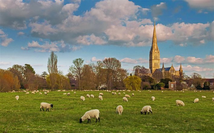 Salisbury Cathedral, Anglican cathedral, Salisbury, evening, sunset, flock of sheep, Wiltshire, England