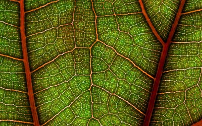 green leaf texture, green eco background, leaf background, leaf texture, eco texture