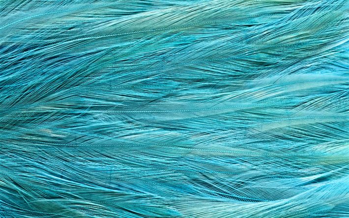 plumas azules, macro, plumas de fondos, fondo con plumas, plumas de texturas, plumas azules de fondo, las plumas de los patrones de