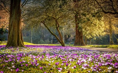 spring, park, crocuses, purple spring flowers, wildflowers, purple crocuses