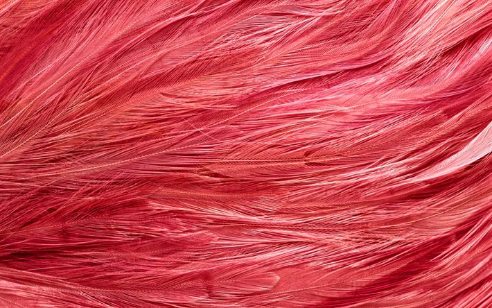rosa de plumas, macro, plumas de fondos, fondo con plumas, plumas de texturas, plumas de color rosa de fondo, las plumas de los patrones de
