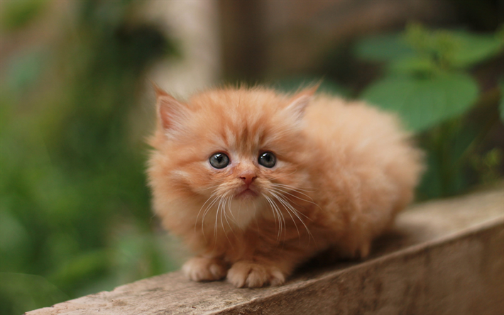 red fluffy kitten, little cute animals, kittens, little cat, cute animals, pets, cats