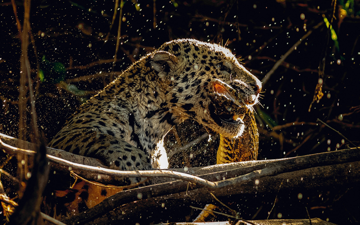 Download Wallpapers Jaguar Wildlife Predator Hunting Wild Cat