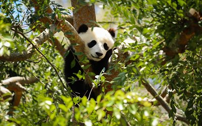 panda p&#229; ett tr&#228;d, vilda djur, panda, s&#246;ta djur, bj&#246;rnunge, liten panda, pandor