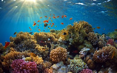 underwater world, coral reef, sea, fish