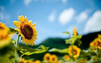 Sunflowers, summer, field, blur, Ukraine