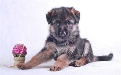 German Shepherd Dog, puppy, small dog, cute animals, dogs