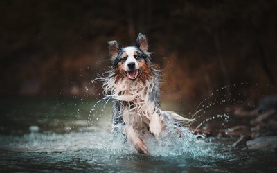 Australian Shepherd dog, river, vatten, k&#246;r hund, husdjur, Aussie, hundar