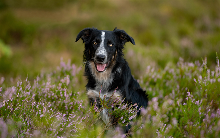Border Collie, black cute dog, pets, flower field, dogs