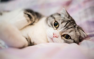 Scottish Fold gato, bonito branco gato cinzento, animais de estima&#231;&#227;o, gatos, olhos grandes, gato na cama