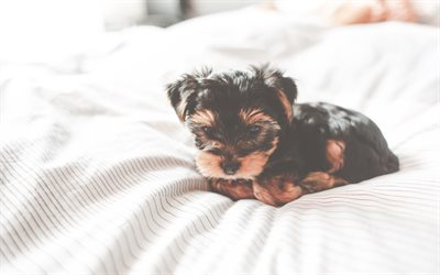 Yorkie, 4k, puppy, Yorkshire Terrier, cute animals, pets, dogs, Yorkshire Terrier Dog