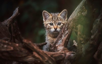 Gato selvagem europeu, pequeno gatinho, floresta, a vida selvagem, gatos, Europa
