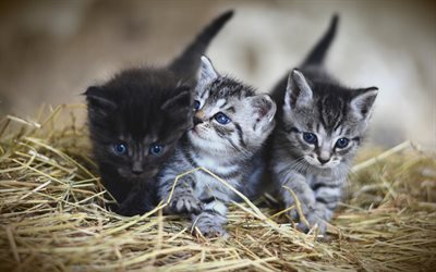4k, American Shorthair, cuccioli, gatto domestico, occhi azzurri, animali domestici, animali, gatti, American Shorthair Gatto