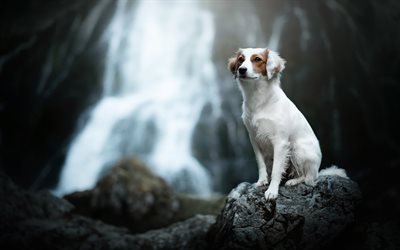 White dog with brown ears, pets, dogs, waterfall, blur