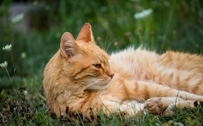 birichino gatto zenzero, British gatto pelo corto, simpatici animali, gatto sull&#39;erba, gatti