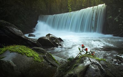 waterfall, forest, stones, water, red flowers, forest waterfall, environment, ecology, Protect Earth