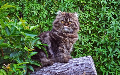 forest furry cat, cute animals, gray cat, forest, cats