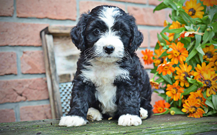 4k, Bernedoodle, blommor, valp, husdjur, hundar, s&#246;ta djur, Bernedoodle Hund