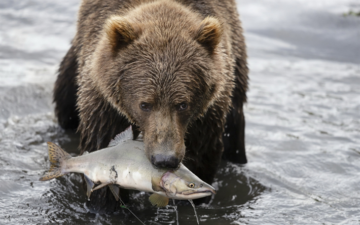 kahverengi ayı, balık, ayı yakaladığı balığı, somon, nehir, vahşi ayılar