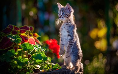 American Wirehair Cat, kitten, pets, cute animals, bokeh, cats, domestic cats, American Wirehair