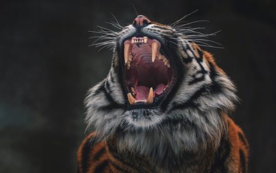 tiger, rage, fangs, wildlife, angry tiger, predator, wild cat, dangerous animals, tigers